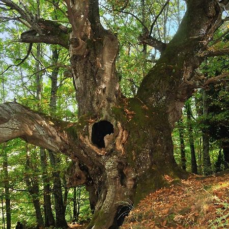 Апартаменти La Casita Del Jerte Кабесуела-дель-Вальє Екстер'єр фото